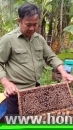 ミツバチを連れて地方巡りが仕事、養蜂に魅せられて